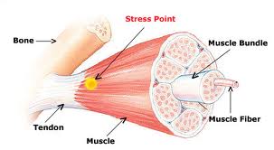bisection of muscle structure