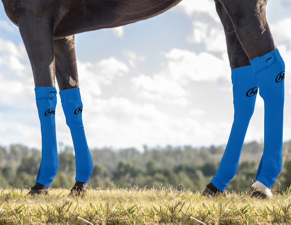 EQUINE SEAMLESS COMPRESSION SOCK BLUE