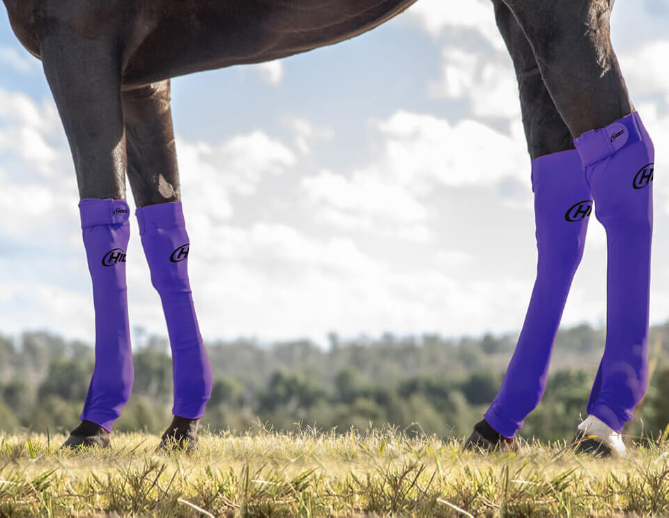 EQUINE SEAMLESS COMPRESSION SOCK PURPLE