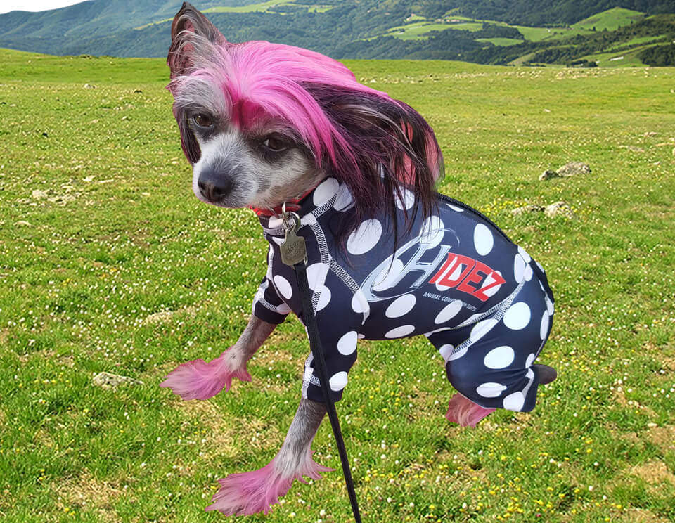 CANINE COMPRESSION ANXIETY SUIT CHINESE CRESTED