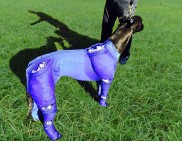 GREYHOUND ICE COMPRESSION SUIT BLUE