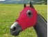 EQUINE COMPRESSION HOOD FUCHSIA