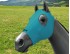 EQUINE COMPRESSION HOOD TURQUOISE