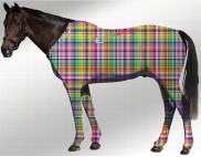 EQUINE SUIT PRINTED RAINBOW