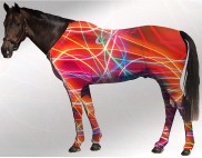 EQUINE SUIT PRINTED NEON LIGHTS