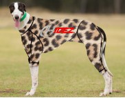 RACING-SUIT-PRINTED-CHEETAH