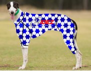 RACING-SUIT-PRINTED-STARS-WHITE-BLUE-NAVY