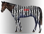 EQUINE SUIT PRINTED ZEBRA