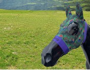 FEATHERS PEACOCK PURPLE BANDS