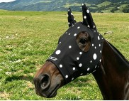 BLACK WITH WHITE SPOTS