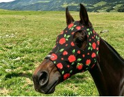 RED ROSES AND HEARTS