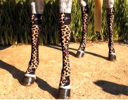 CHEETAH WITH PINK HIDEZ LOGO