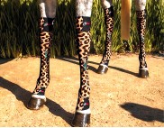 CHEETAH WITH TURQUOISE HIDEZ LOGO