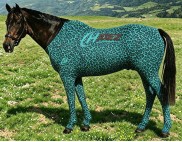 TURQUOISE CHEETAH